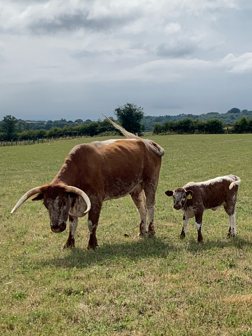 Everyday Essentials Beef Box - Deposit