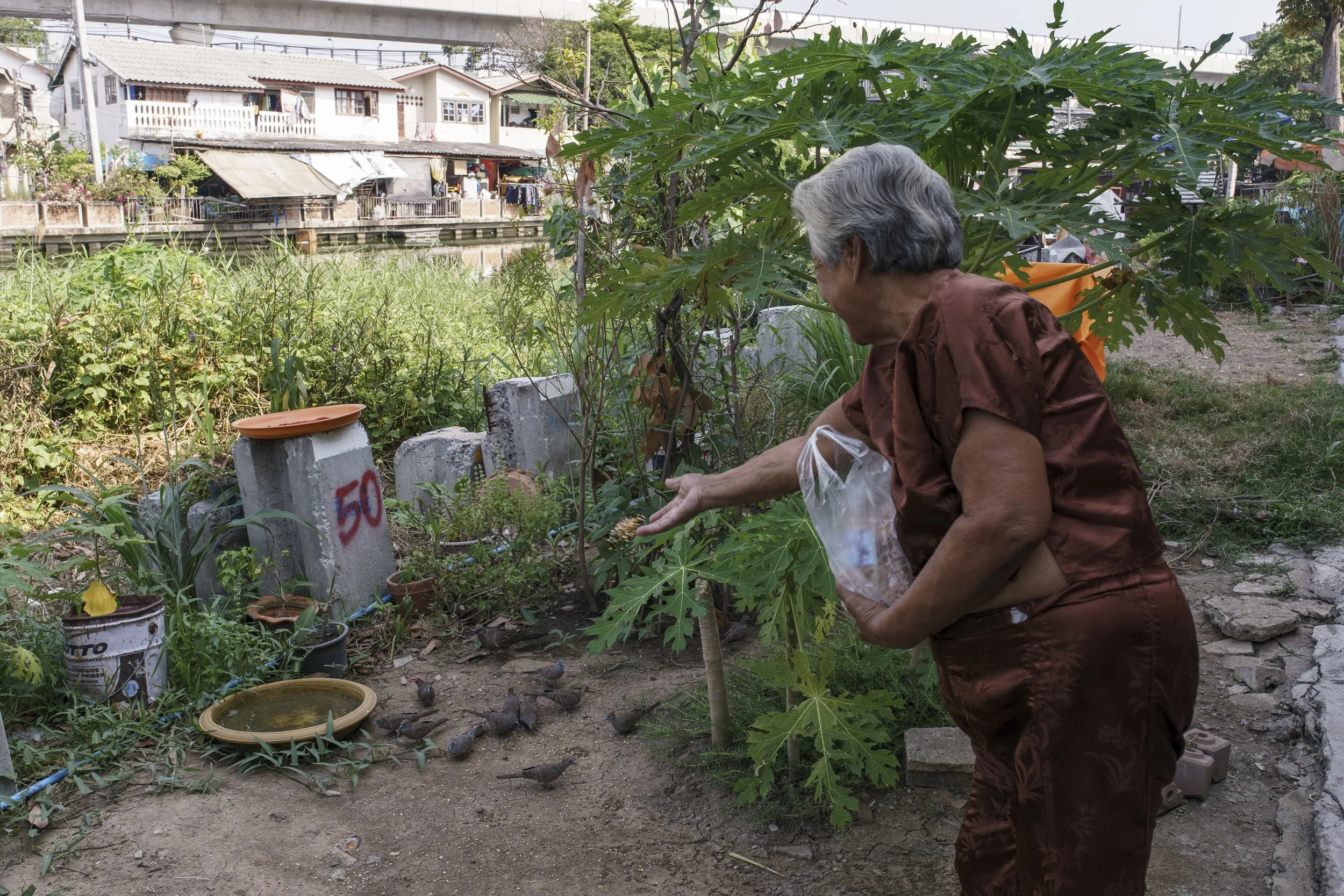 Usalak feeds birds in front of her house