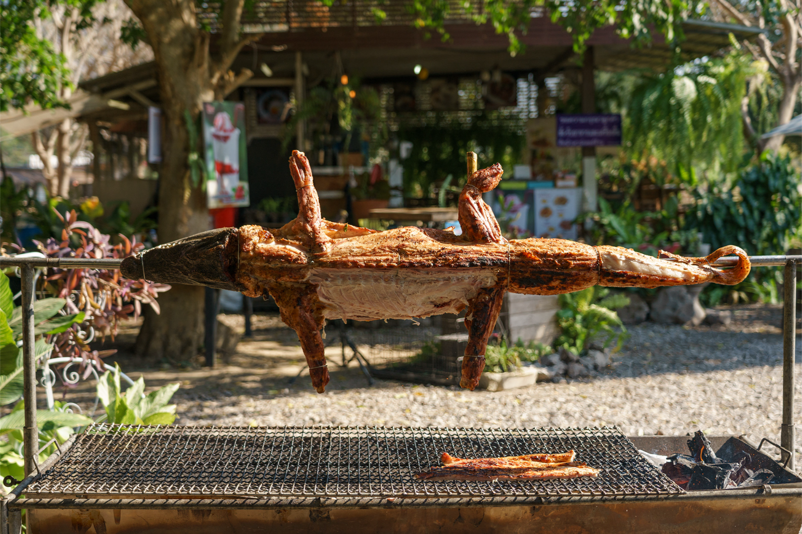 Have you ever tried crocodile meat?