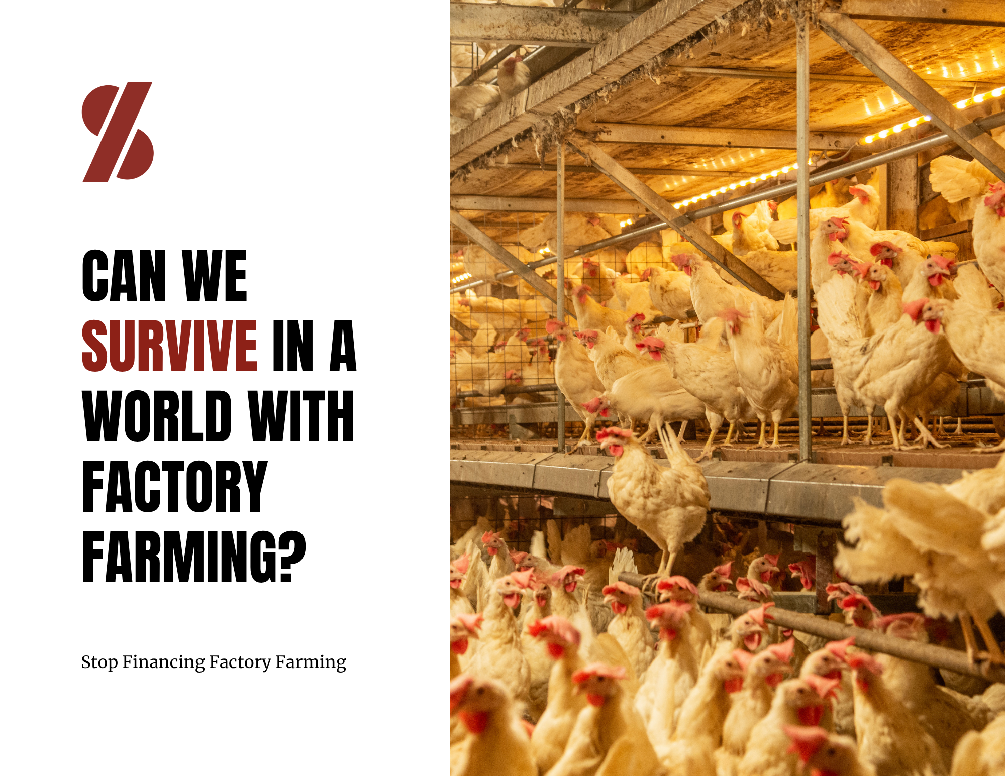 Factory Farm Python's Can we survive in a world with factory farming | Global Photo Book ...