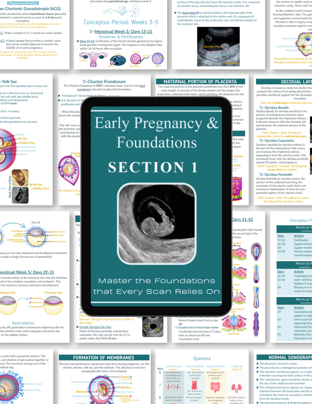 The First Trimester: Complete Learning Collection
