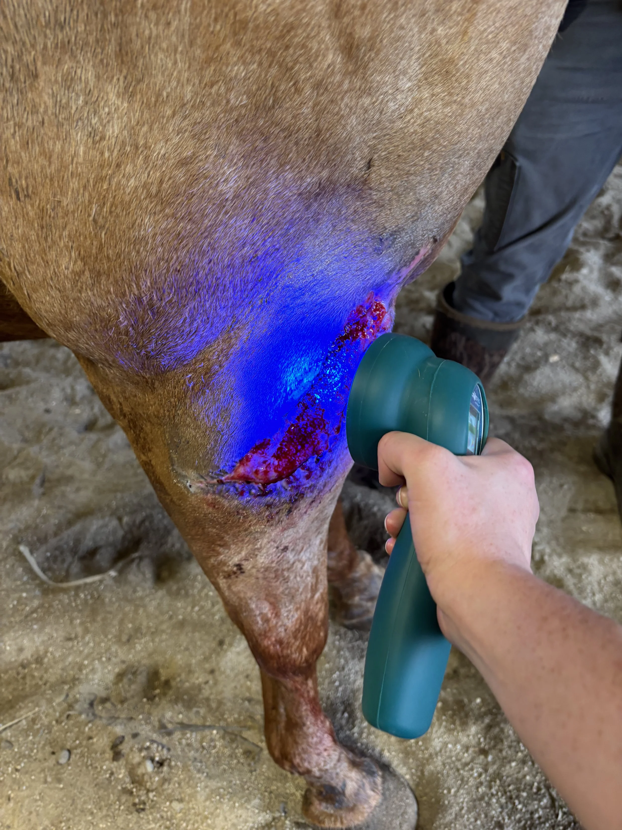 Person applying ultraviolet light to a cow's udder during milking to check for infections.