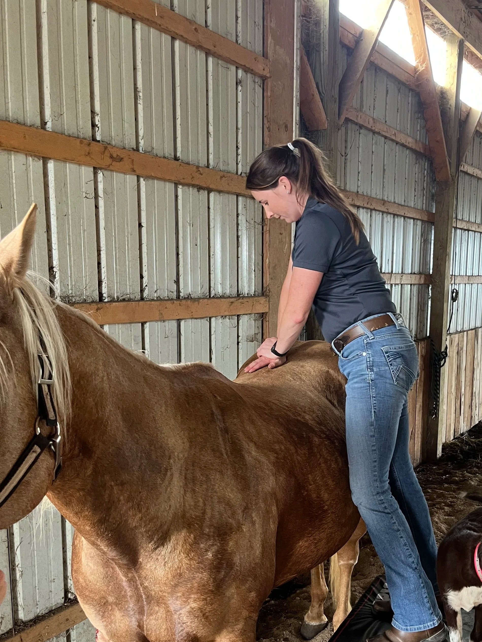 A woman giving a massage or vet check to a large brown horse inside a wooden barn.