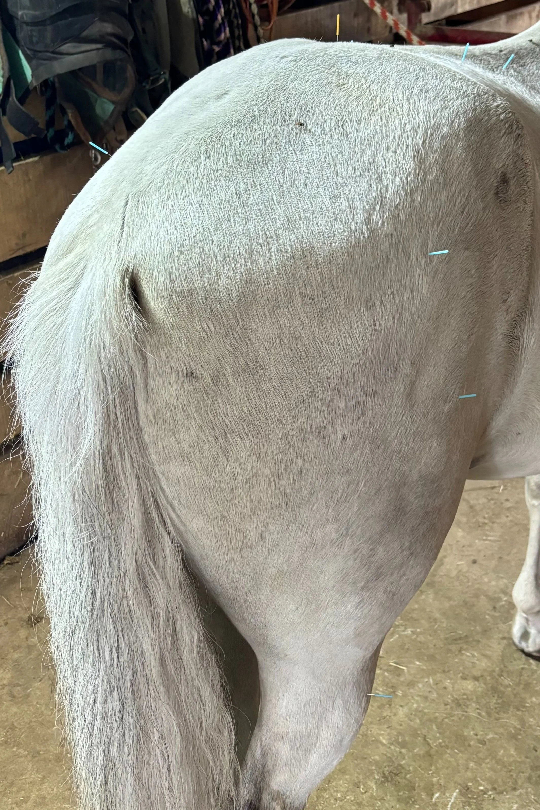 Close-up of the side of a white horse's body, showing the tail and part of the back, with pins stuck in the coat likely for medical or grooming purposes.