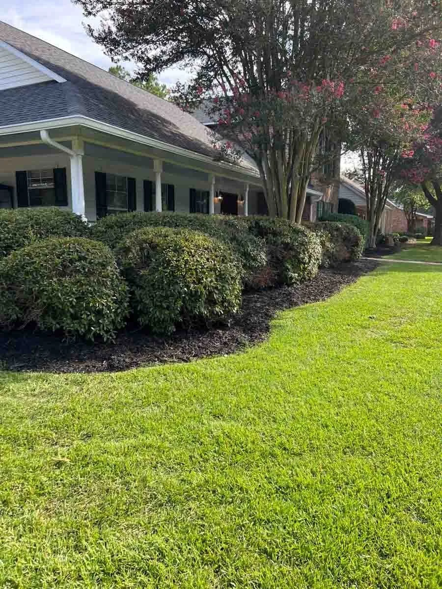Front yard of a house with well-maintained grass, neatly trimmed bushes, and trees with pink blossoms.
