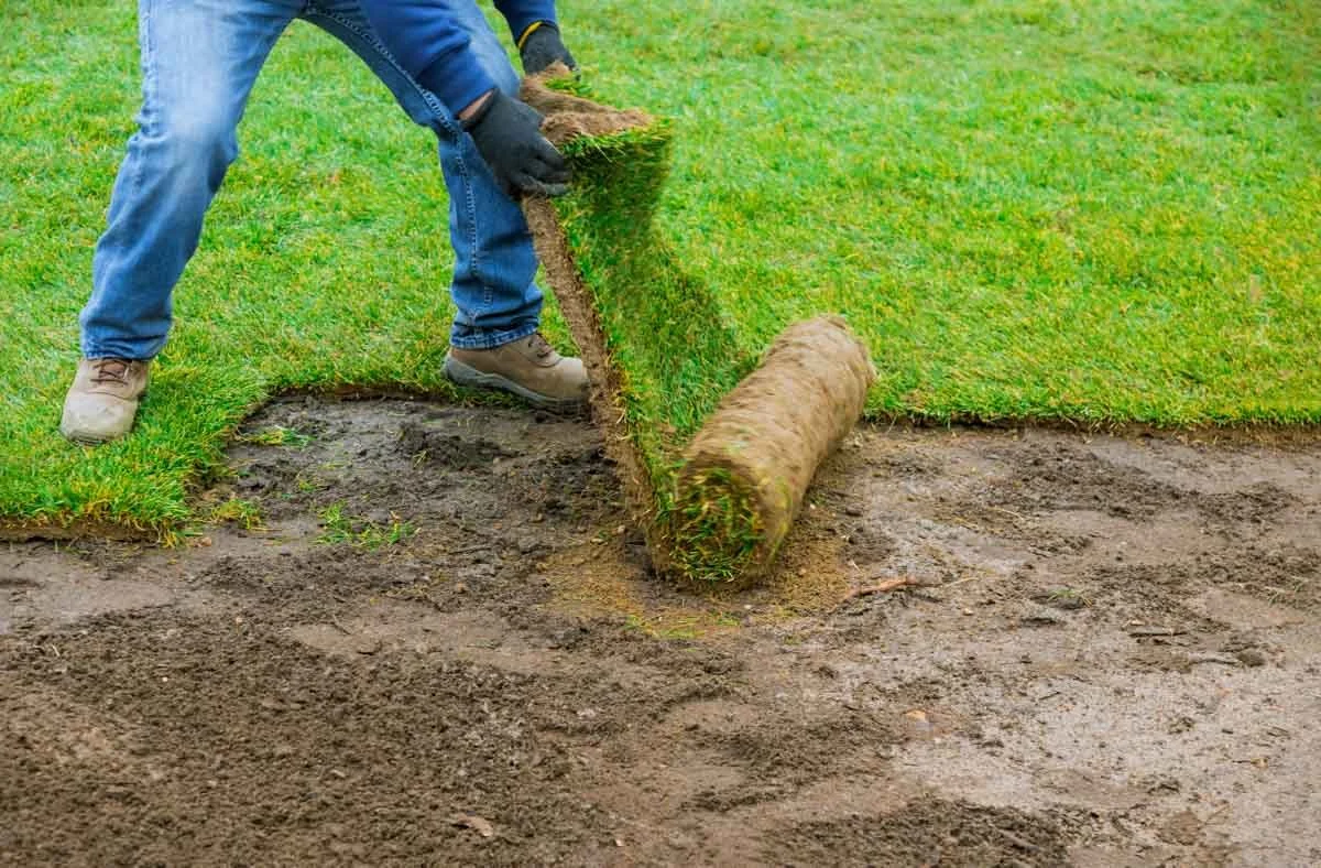 A man wearing blue jeans rolling out a new turf sod onto the ground. The grass is lush and bright green.
