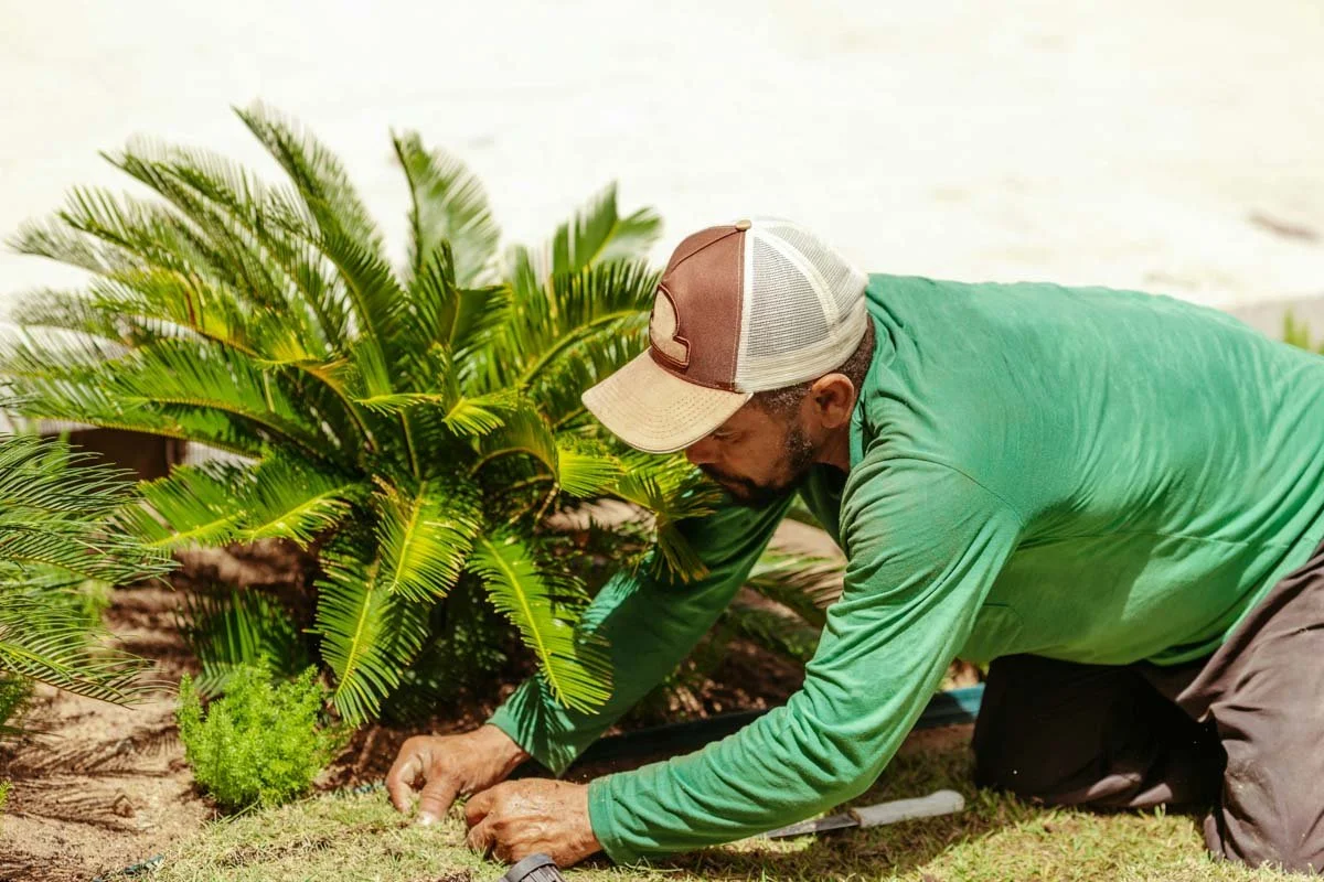 A man gardening, planting or tending to plants outdoors near a large green shrub, on a sunny day.