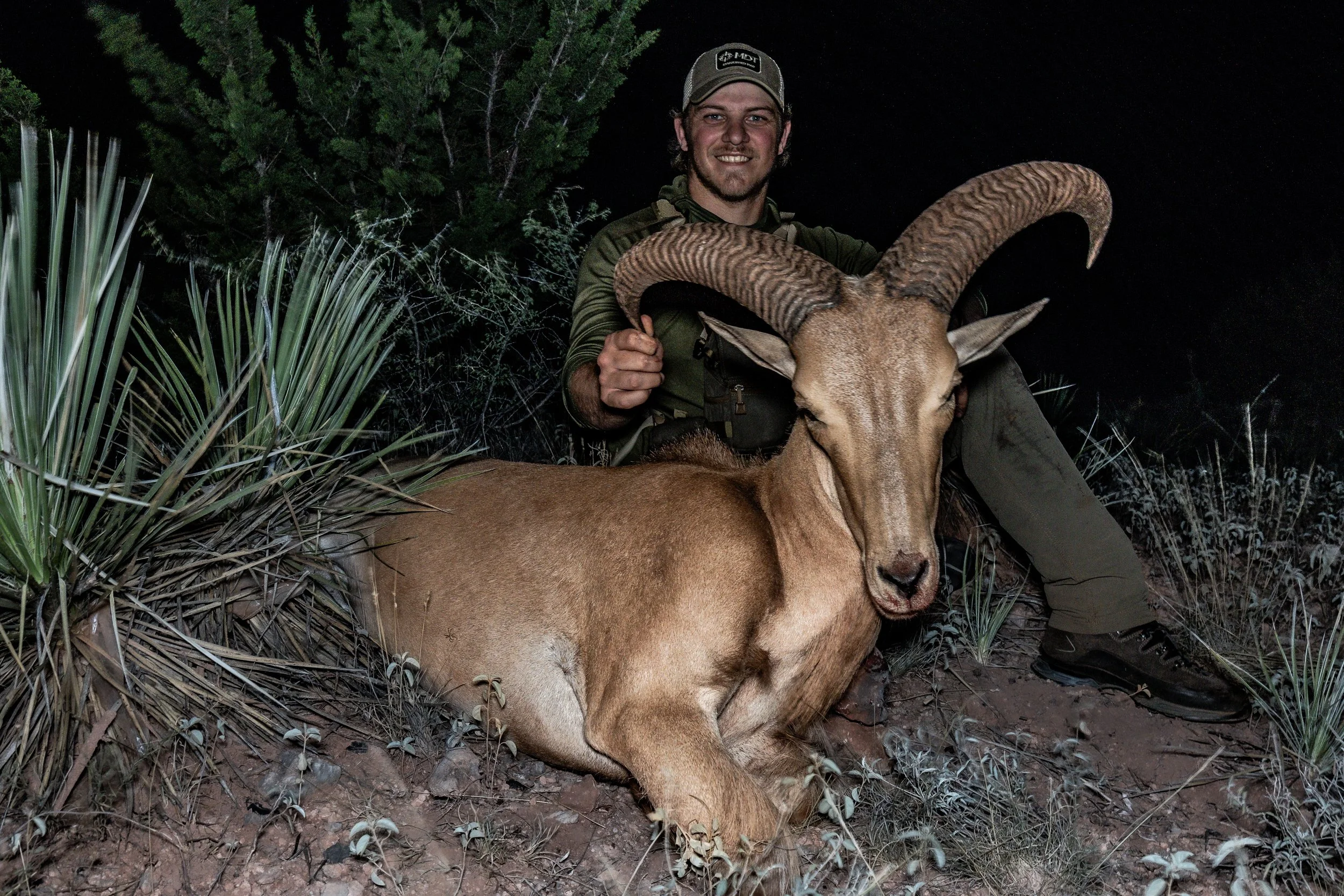 A young man kneeling outdoors at night with an aoudad ram, surrounded by shrubs and plants.