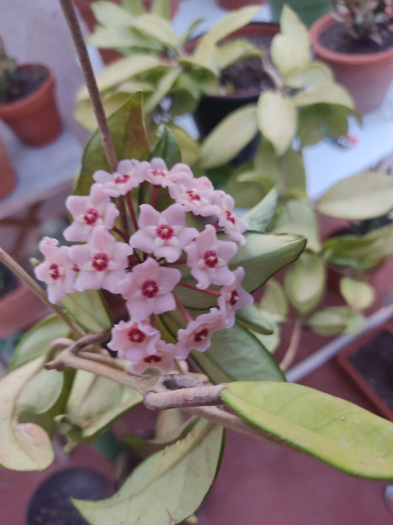 gratitudine nella bellezza delle piccole cose come i fiori