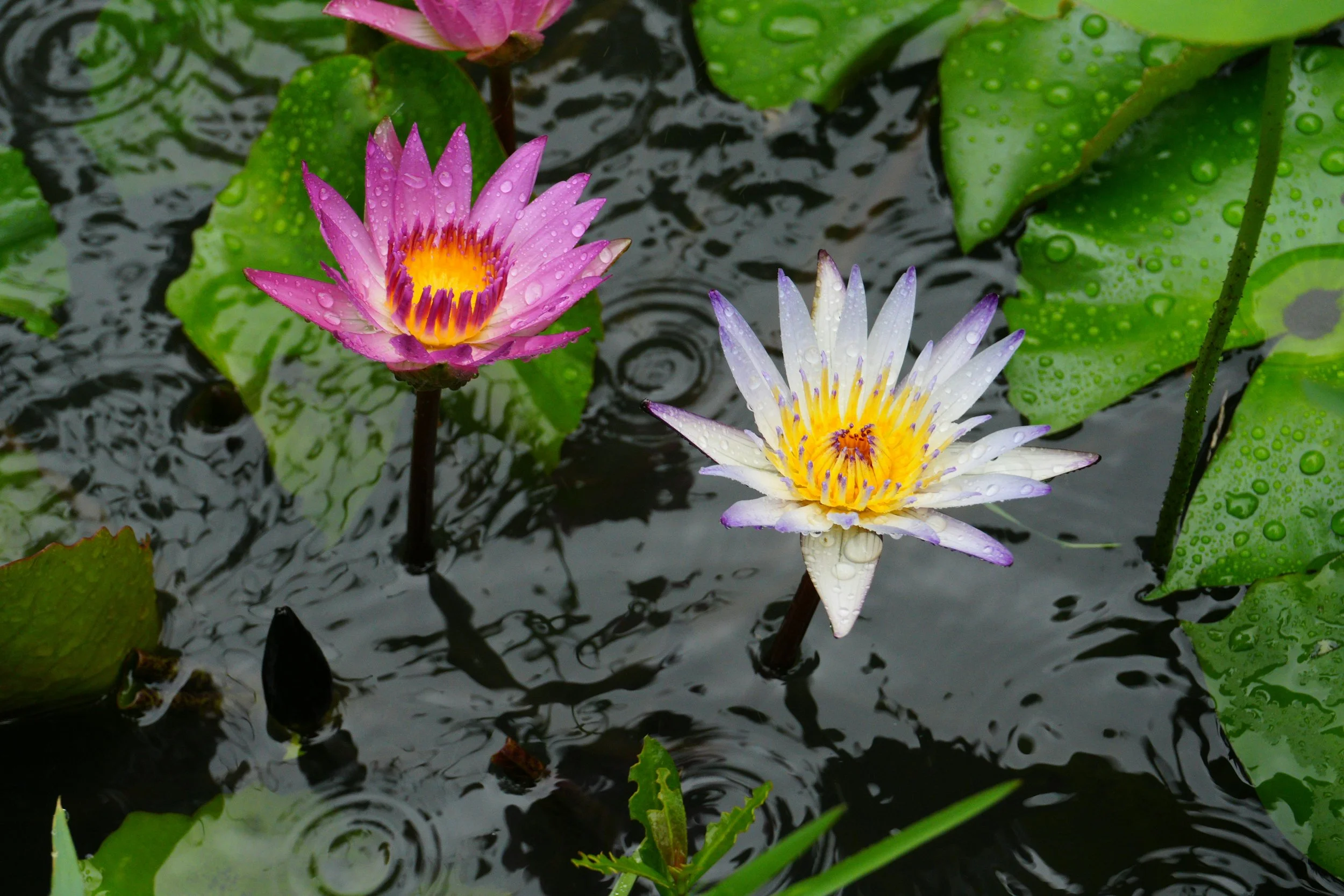 Fiori che sbocciano tra rocce bagnate dalla pioggia.