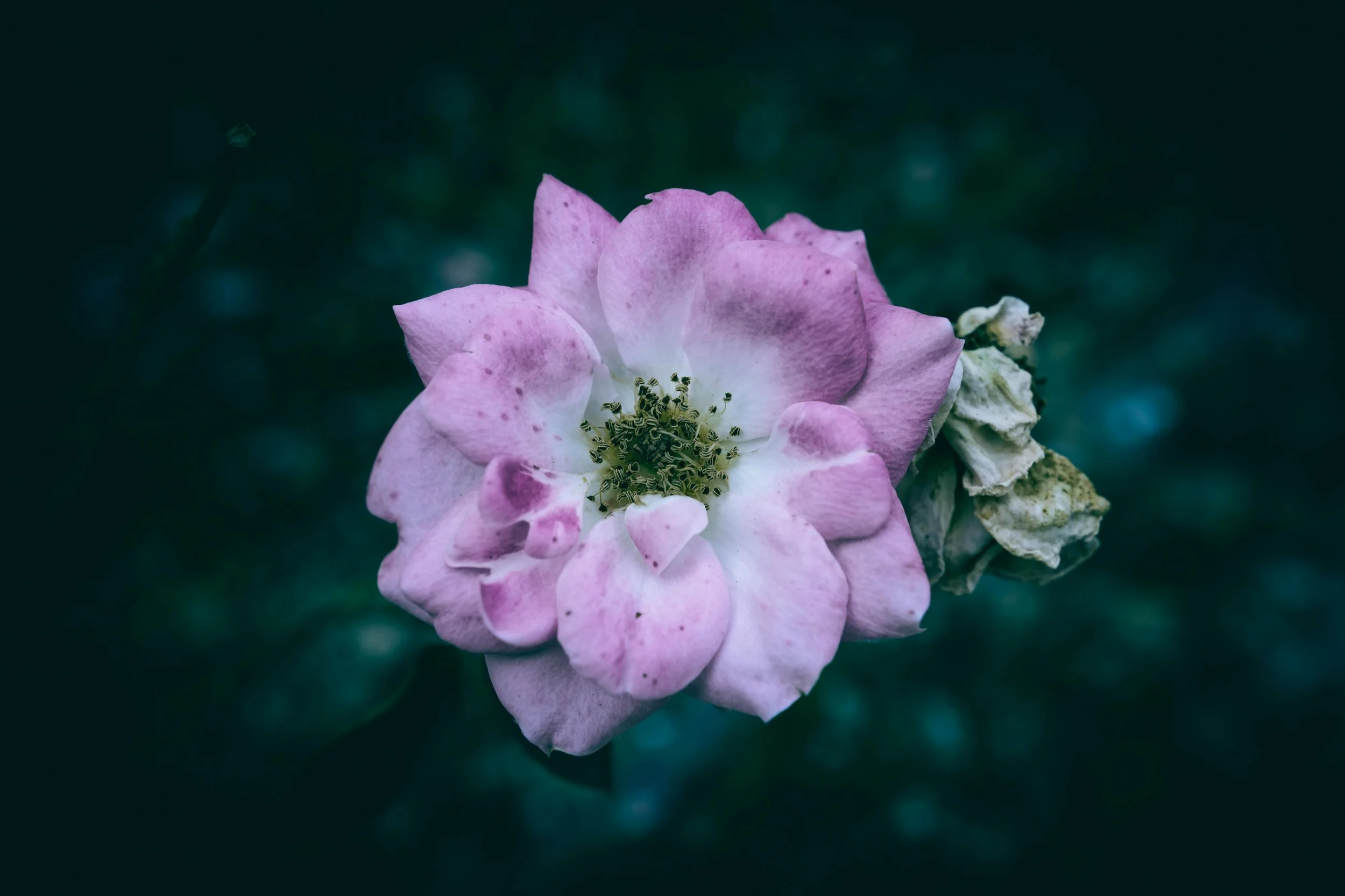 Fiore rosa illuminato su sfondo scuro, simbolo di resilienza nella solitudine