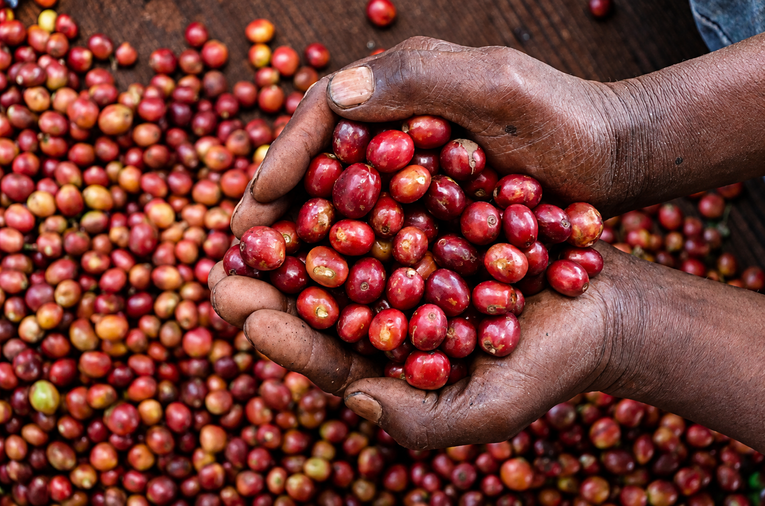 ¿Qué es el café de especialidad?