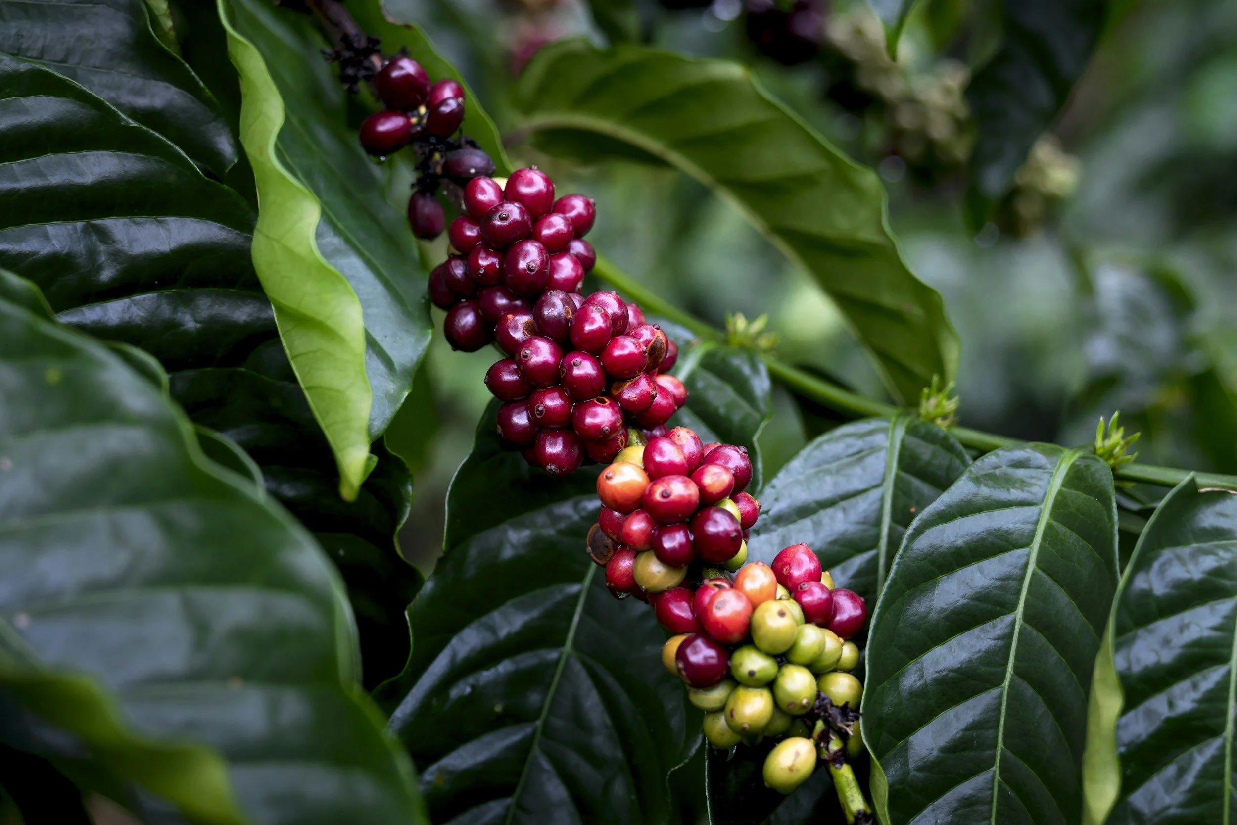 El origen del café