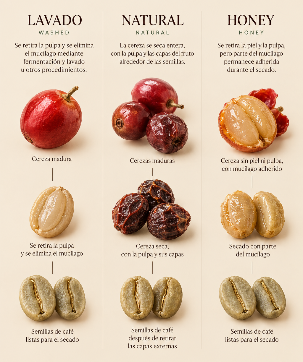 Infografía de los procesos del café: lavado, natural y honey, desde la cereza madura hasta el secado de las semillas.