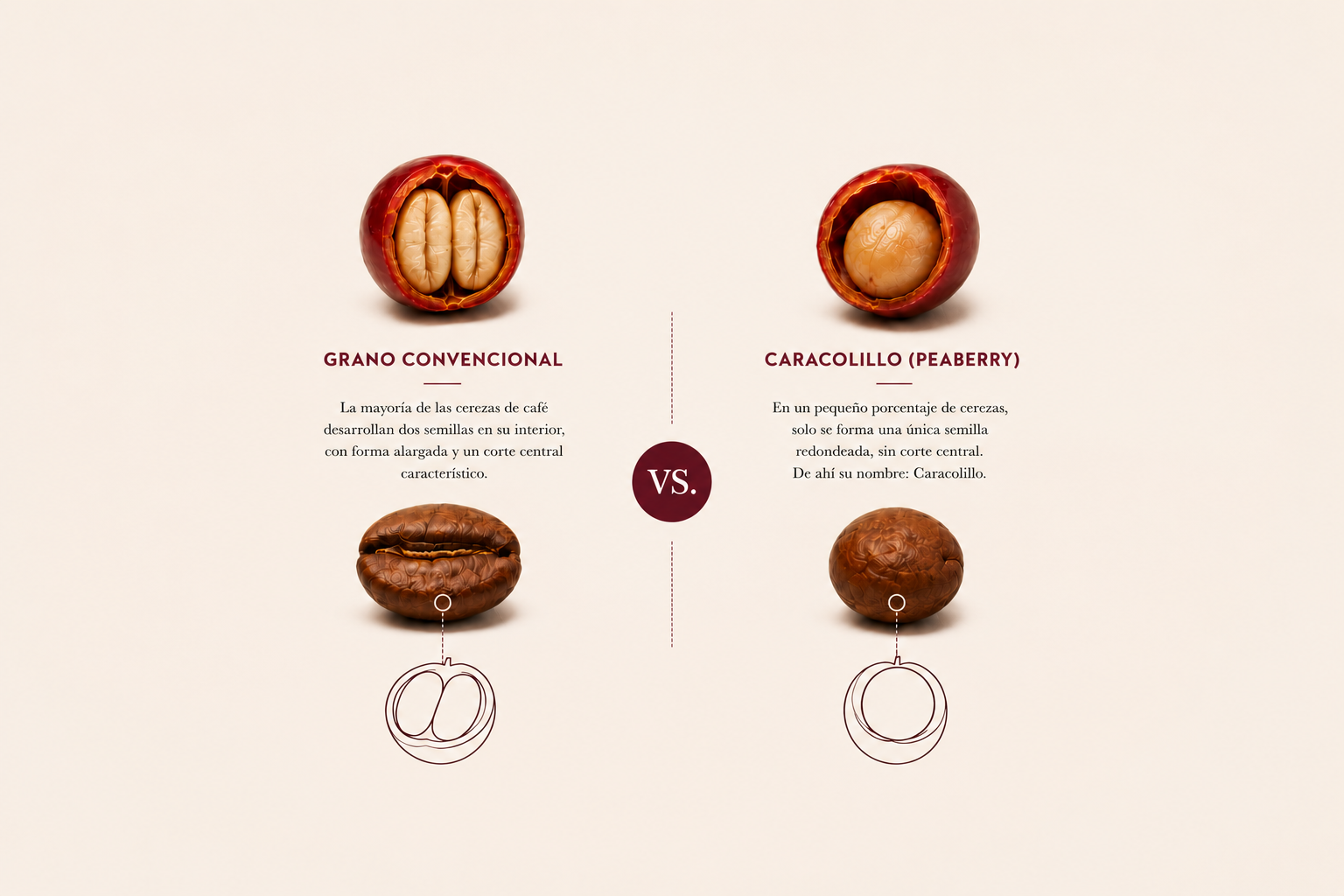 Comparación entre el grano de café convencional, con dos semillas, y el caracolillo o peaberry, con una sola semilla.