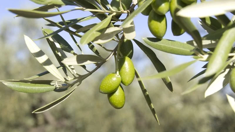 aceite-picual-edited.jpg