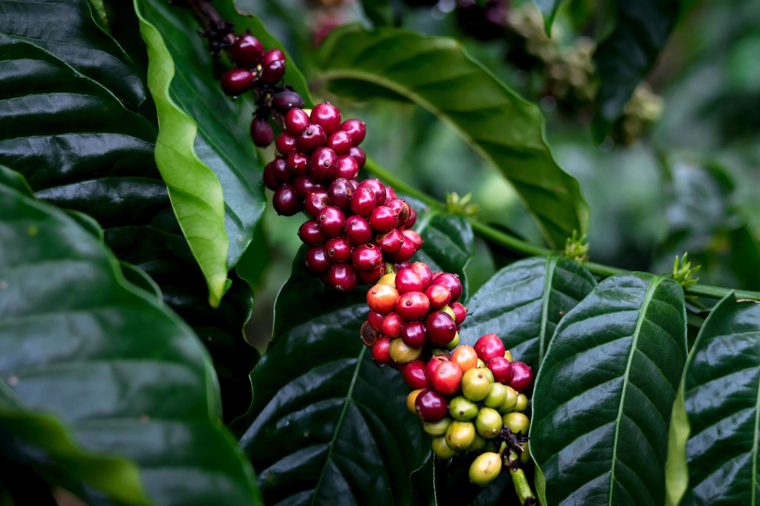 Grano de café en una planta con hojas verdes.