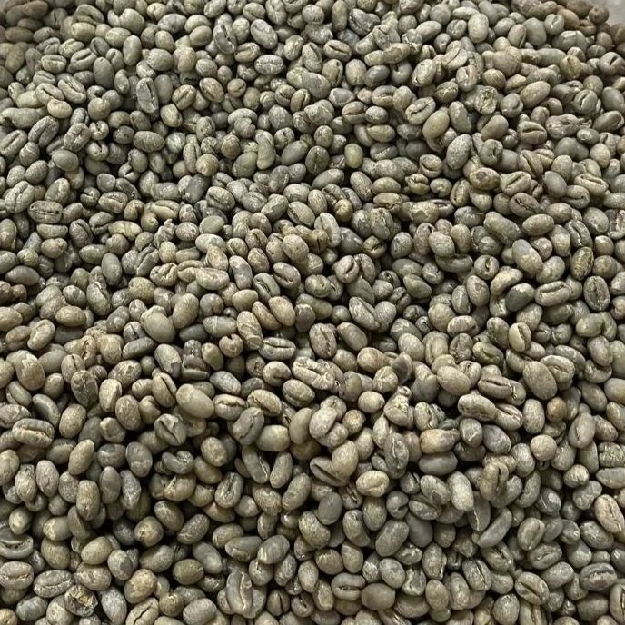 Granos de café verde caracolillo antes del tueste.