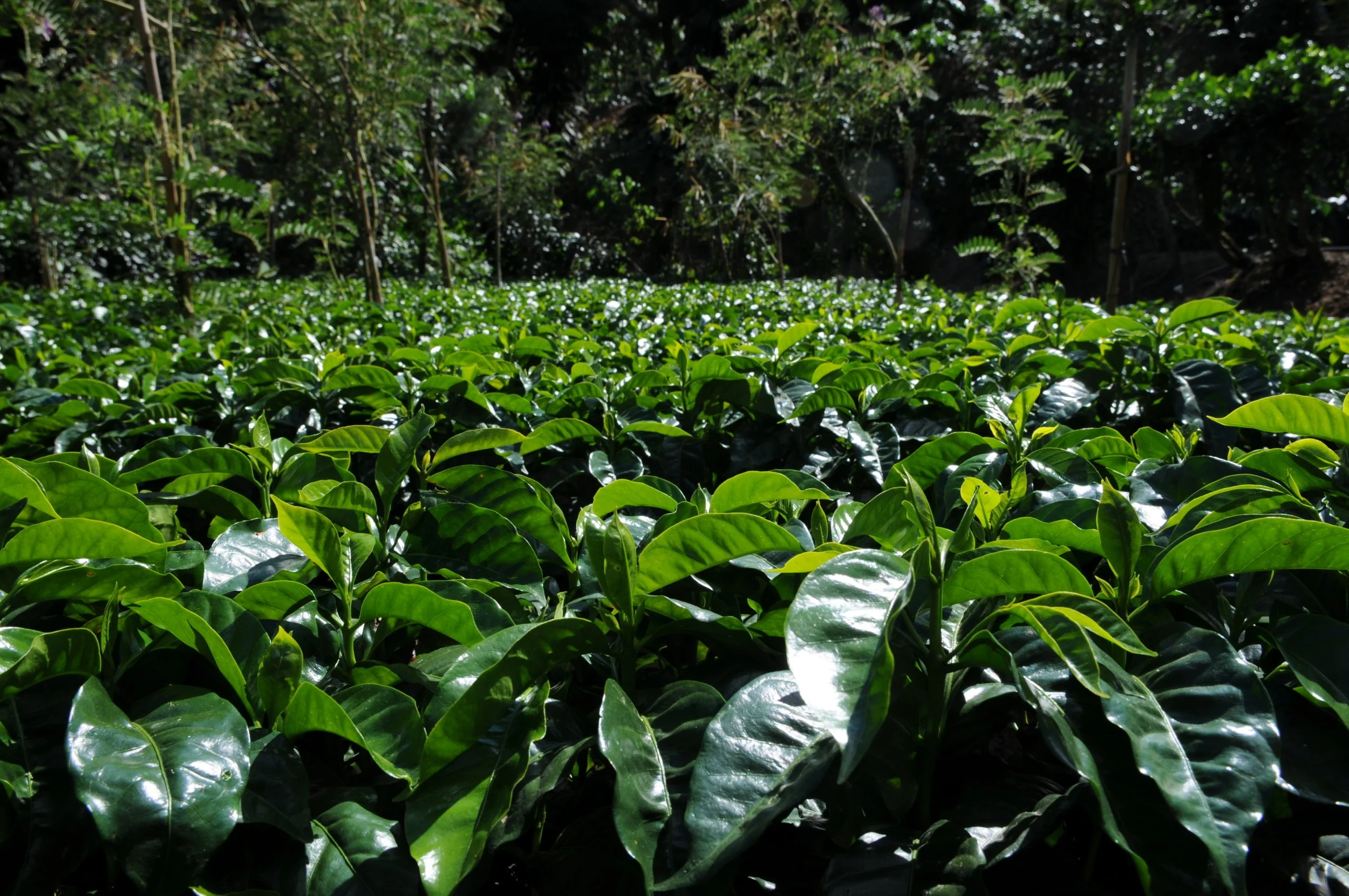 Plantación de cafetos jóvenes en Guatemala, origen del blend n.º 1 de café de especialidad de Michenjoff