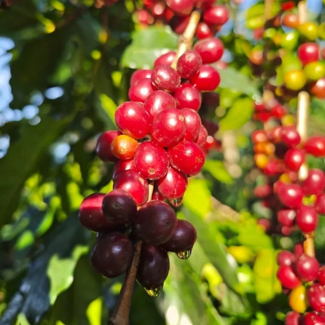 cerezascafe_plantacion.jpg