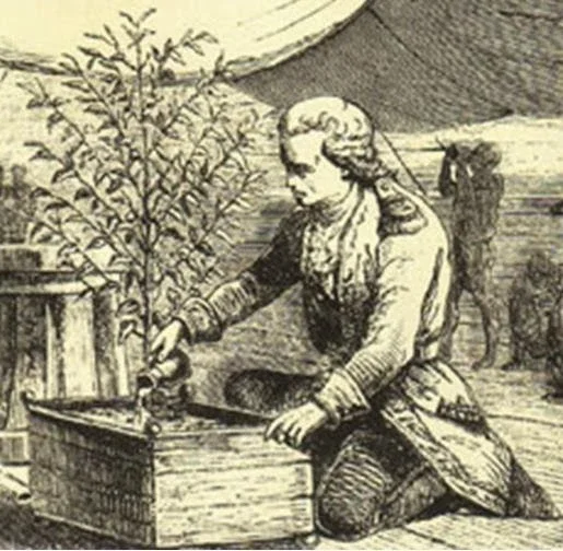 Grabado histórico de Gabriel de Clieu cuidando una planta de cafeto durante su viaje a Martinica · Michenjoff