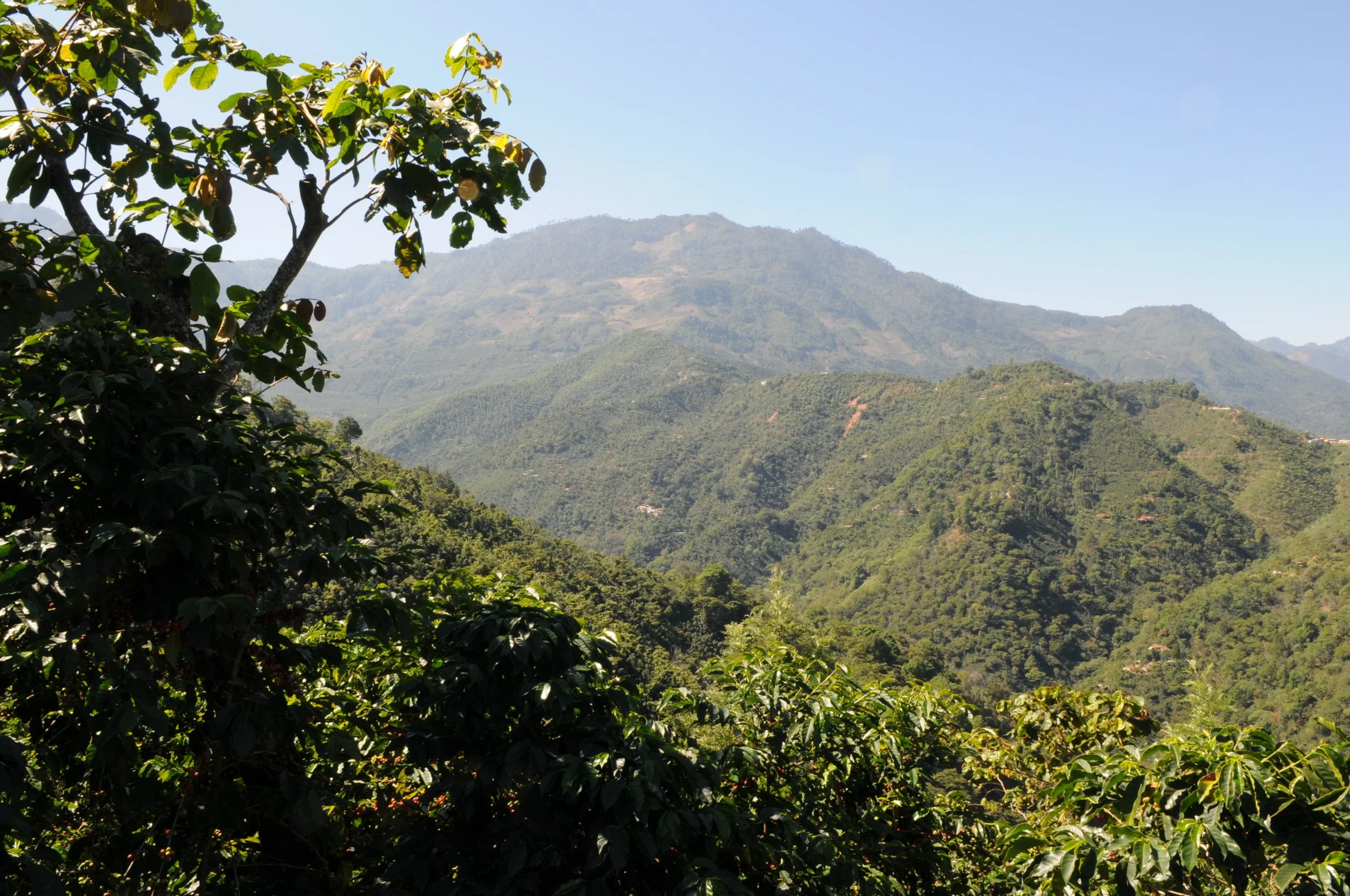 Paisaje montañoso de Guatemala, región de cultivo del café de especialidad de Michenjoff