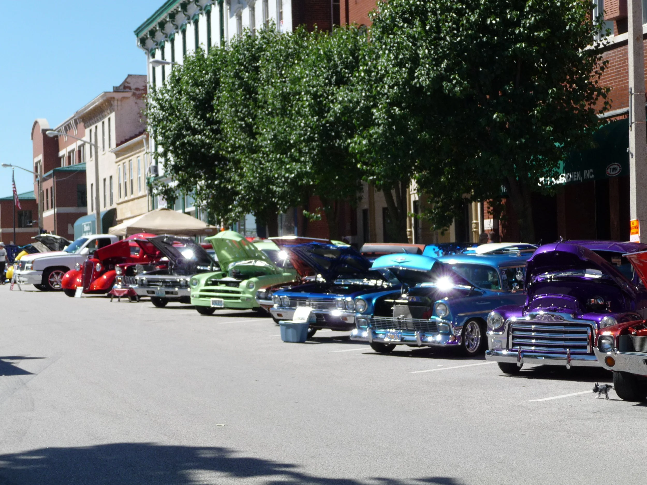 Line of vintage cars with hoods open displayed on a city street during the Waterloo Optimist Club car show, with buildings and trees in the background.