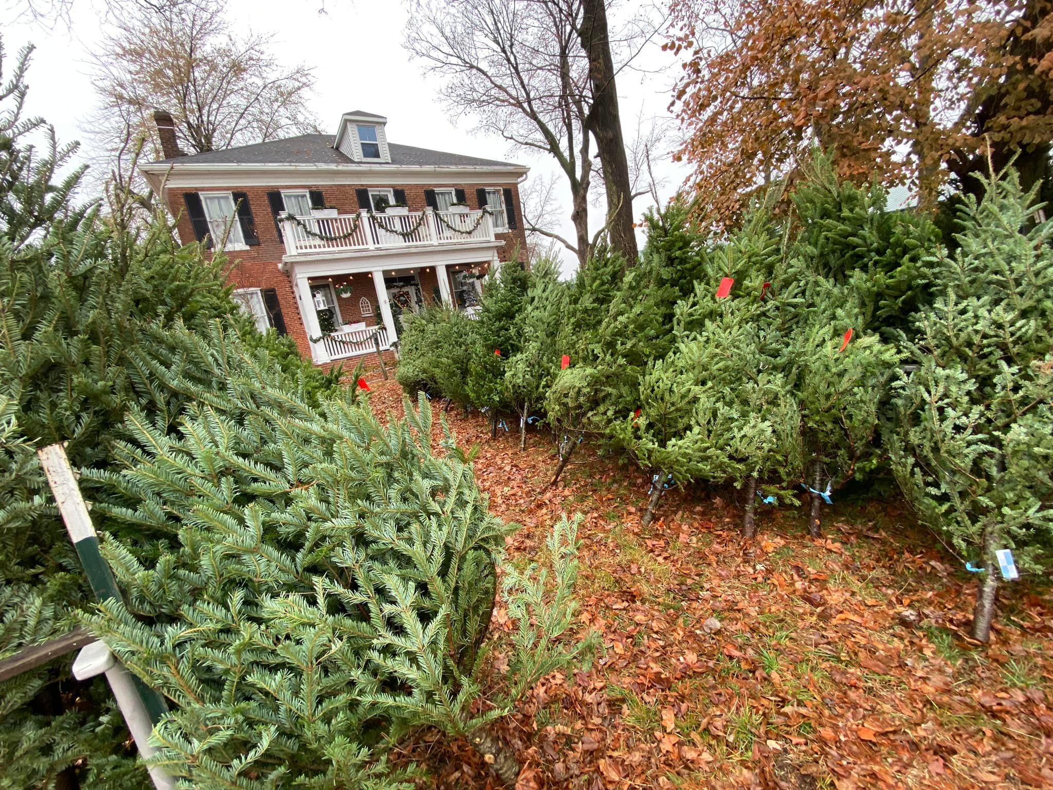 A row of Christmas trees outside a large brick house at the Waterloo Optimist Club Christmas Tree Lot, with fall leaves on the ground.