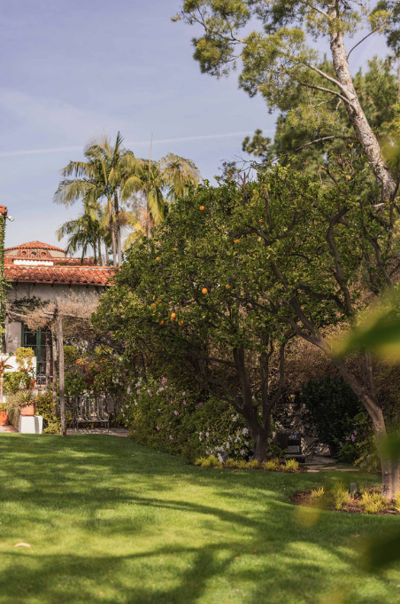 A lush backyard with green grass, trees, and a house with a red-tiled roof. Citrus trees with yellow fruit and tall palm trees are visible.