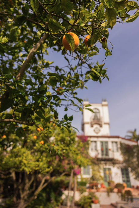 Orange fruits hanging from a tree branch with a blurred white building with a tower in the background.
