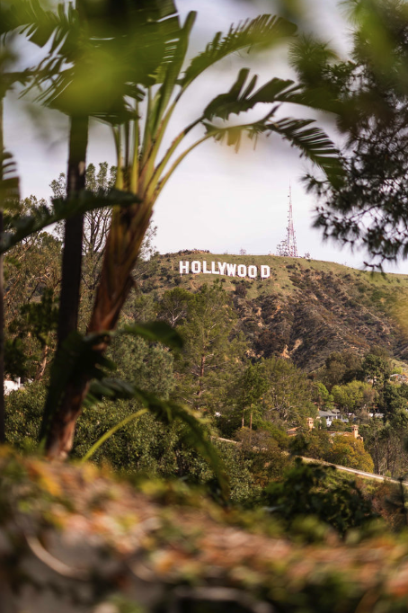 View of the Hollywood sign on a hillside, seen through palm trees and foliage.
