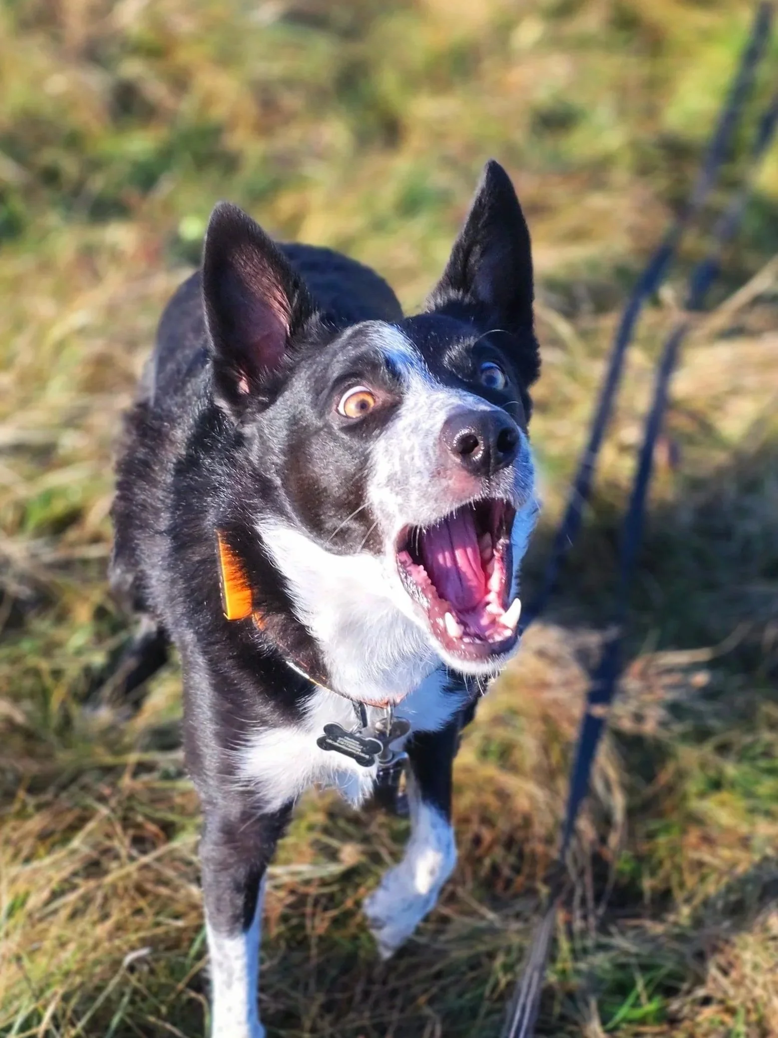 Don’t shout at Your Dog