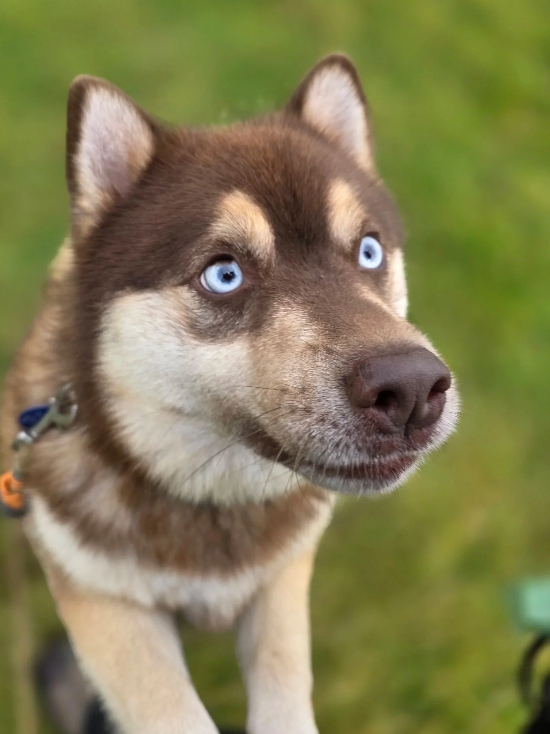 How Does Your Dog See the World?