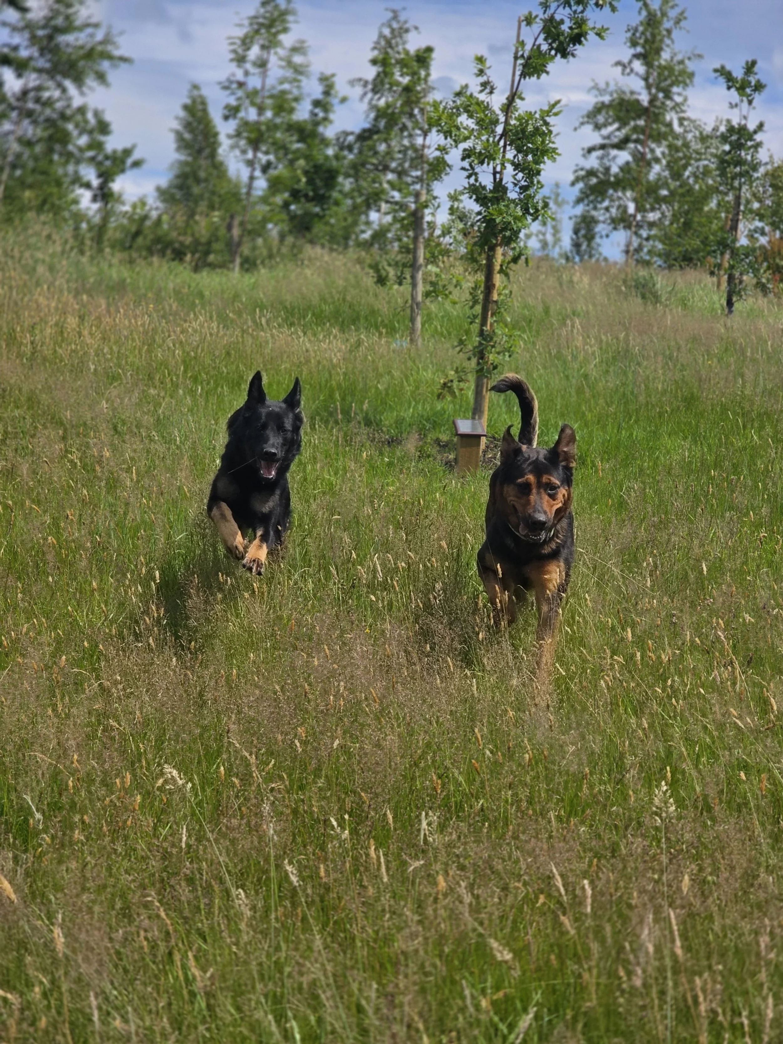 processed_20250703_133153(0).jpg