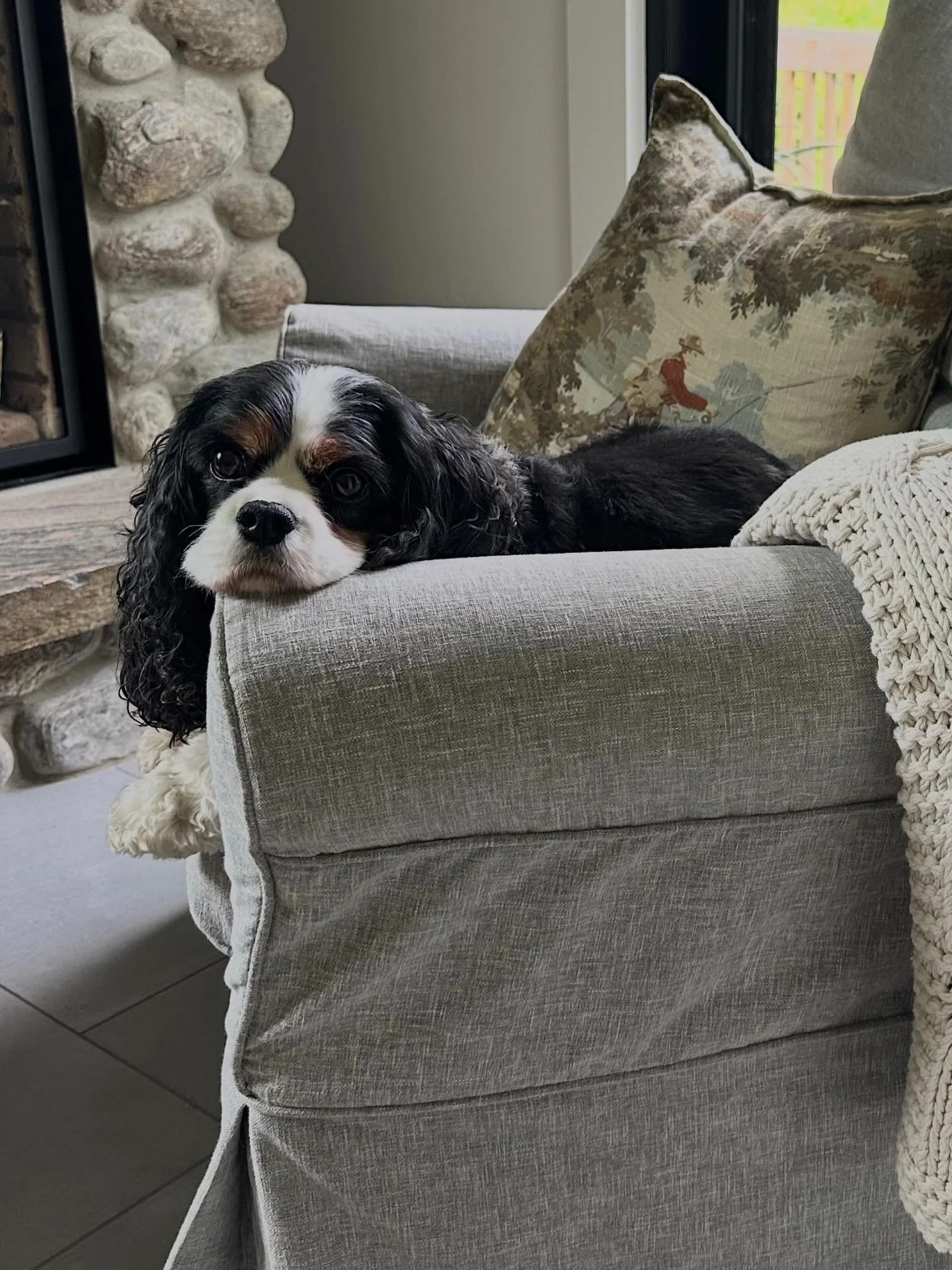 Design Tip ✨
If you share your home with pets, slipcovered furniture is a game changer. This chair, in a soft &ldquo;cement&rdquo; tone, has been in our home for over a decade &mdash; and with four dogs, it&rsquo;s seen it all.

The beauty of a slipc