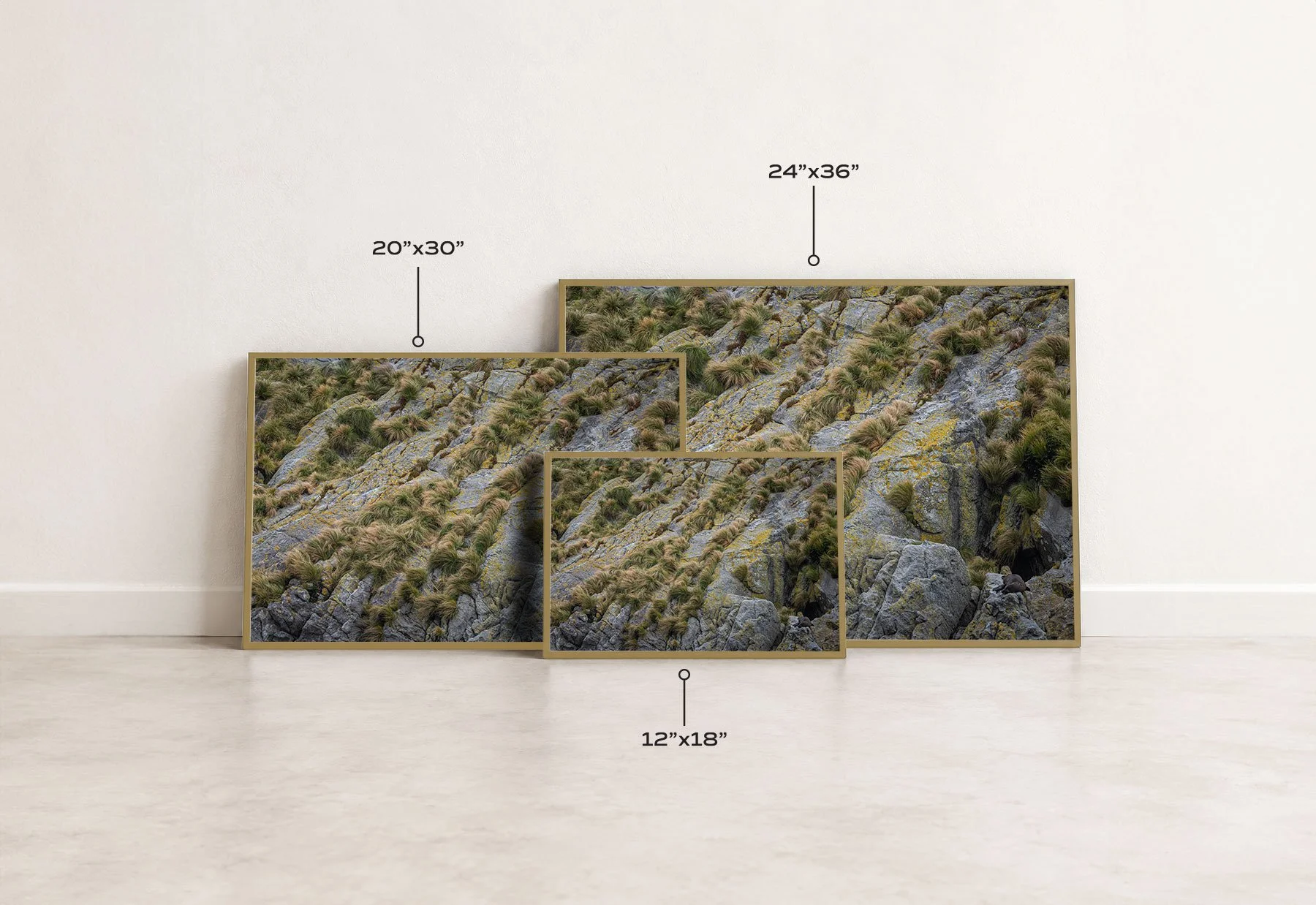 Lichen and Light