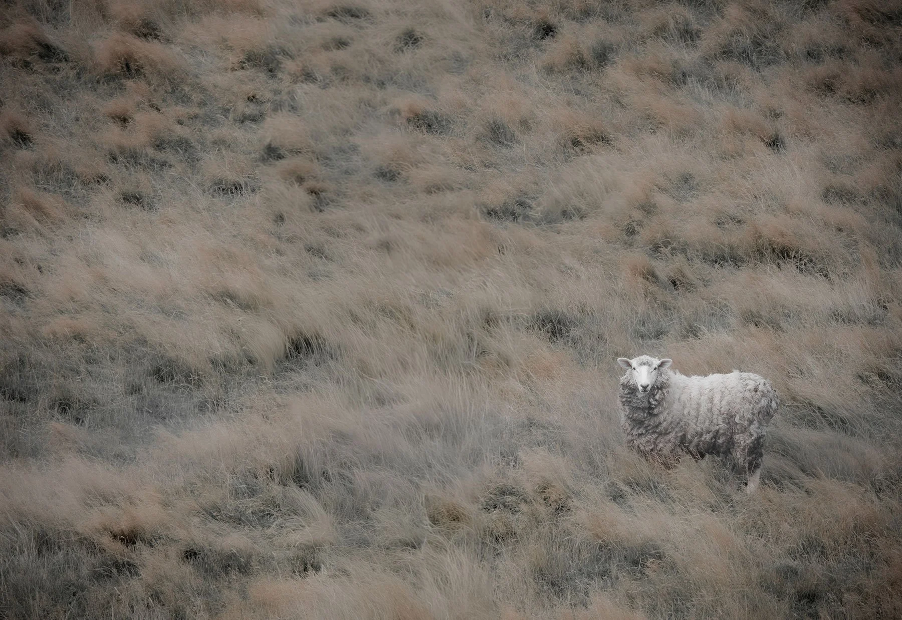 printcollectionmoorland-solo.jpg
