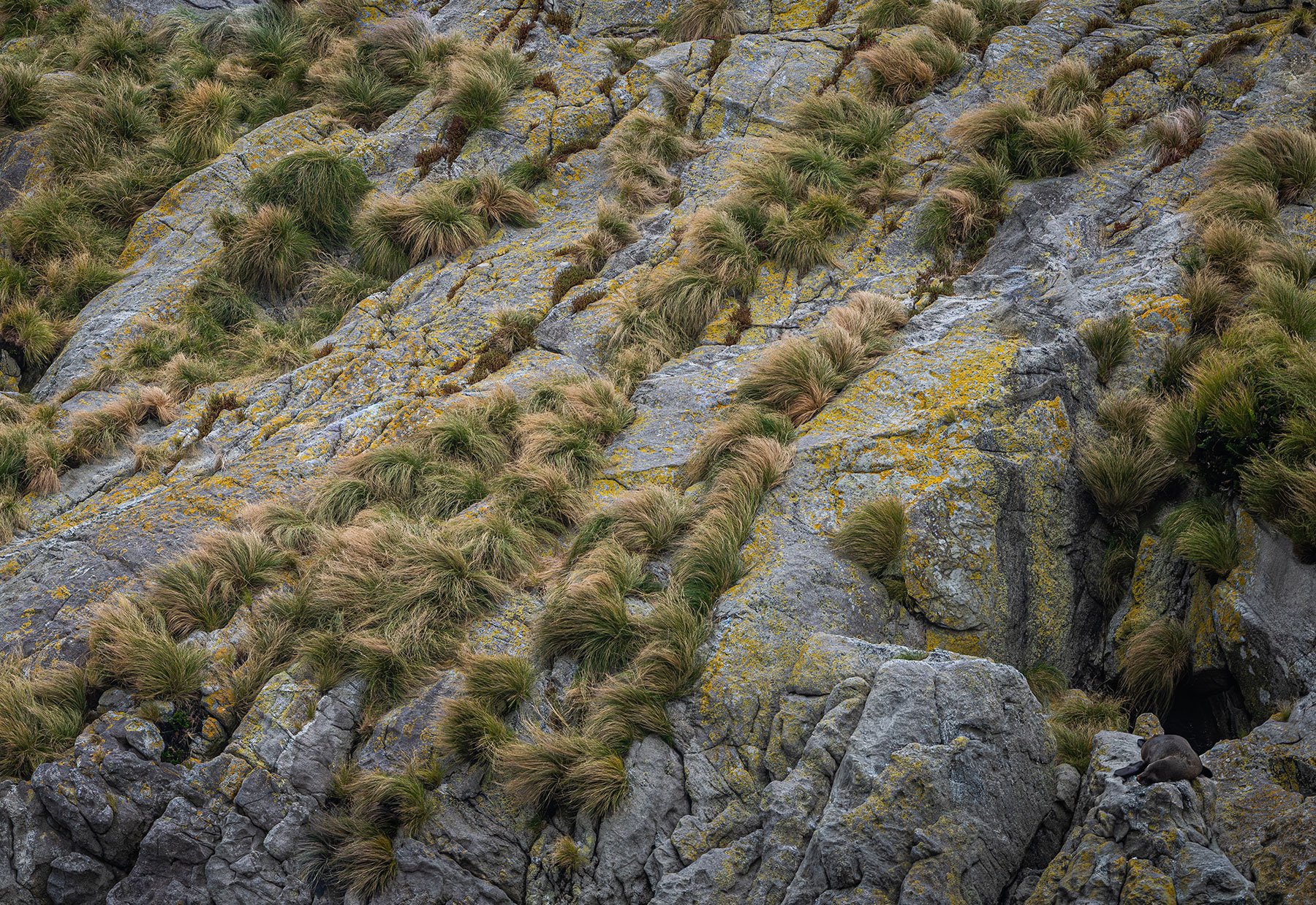 Lichen and Light