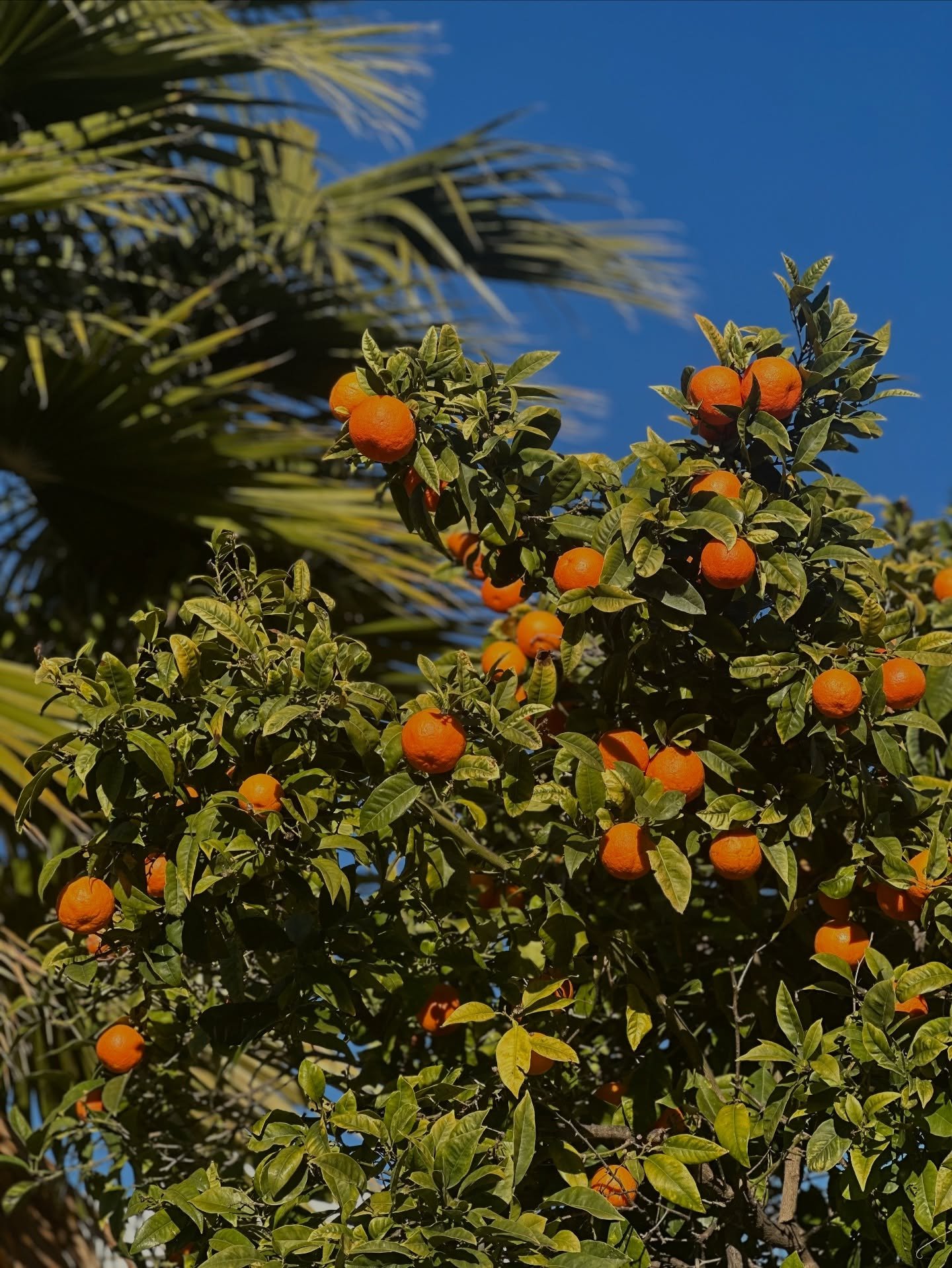 Oranges are my current fruit totem. 
Also, tis the season here in Espa&ntilde;a 🇪🇸 

Walk down a street and pick one. 

🤤🤤🤤

🍊