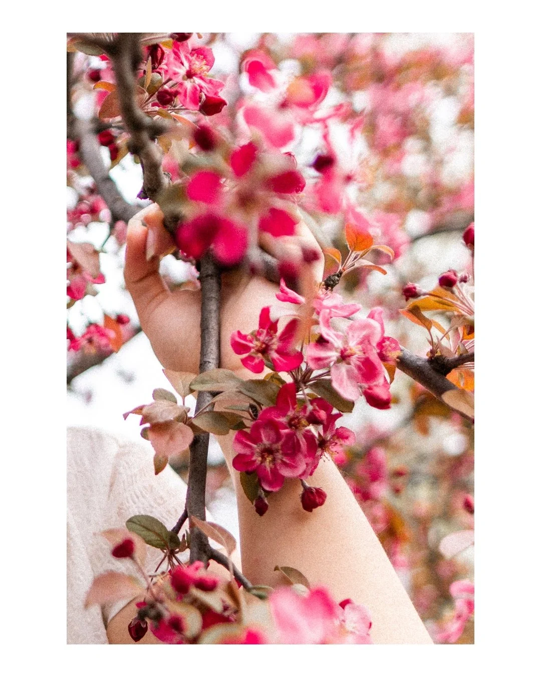 Close-up of pink flowering branches with person's hand and arm partially visible among the blossoms.