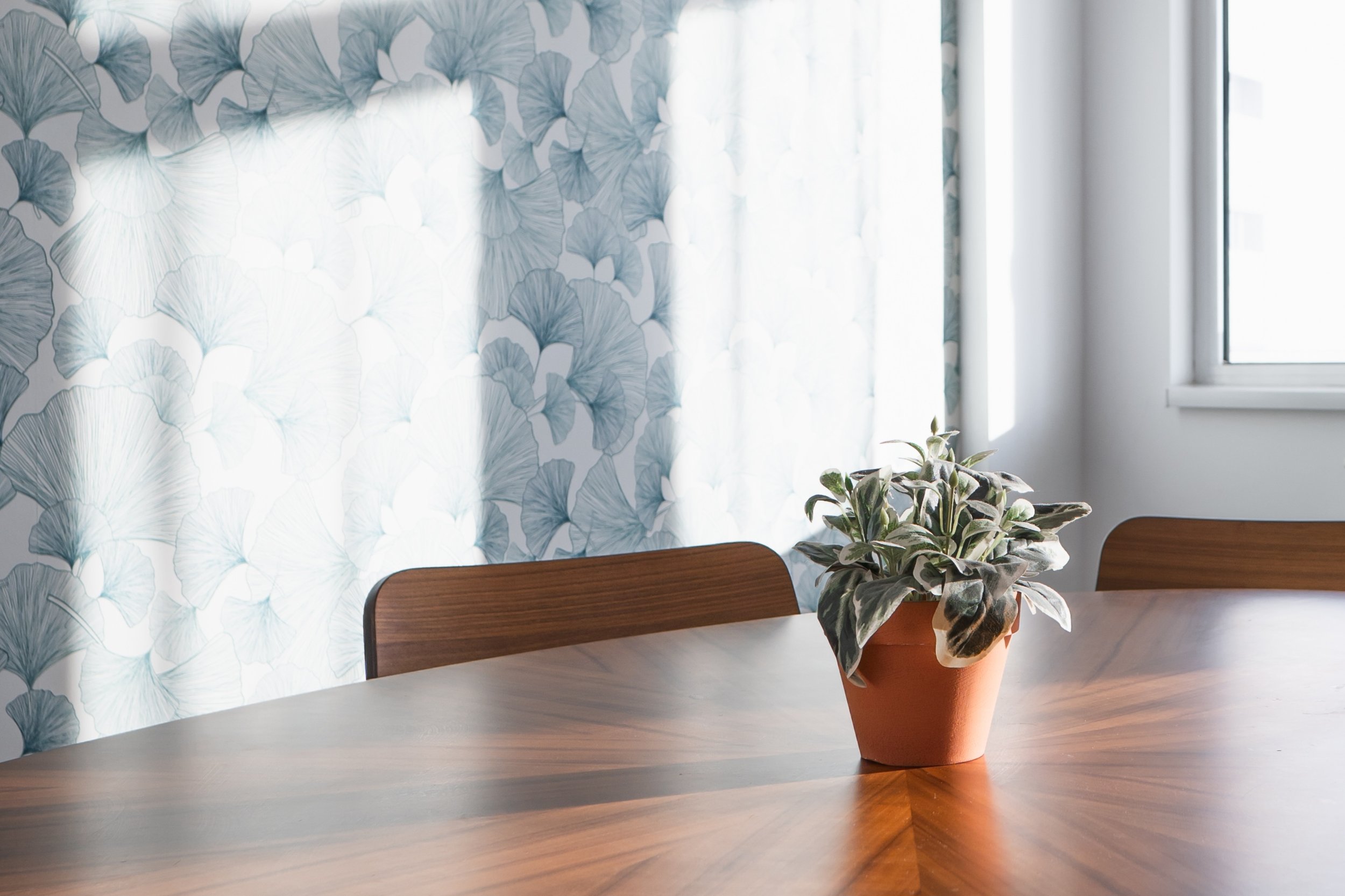 A potted plant with variegated leaves on a wooden dining table in a bright room with patterned curtains and a window.