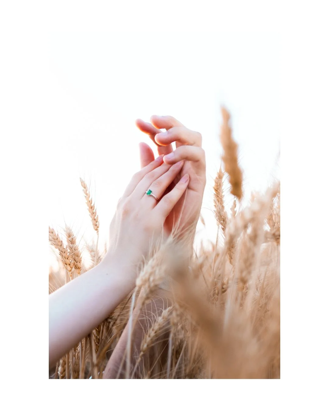 Close-up of two hands gently touching amid tall, golden wheat stalks with a soft, bright sky in the background.