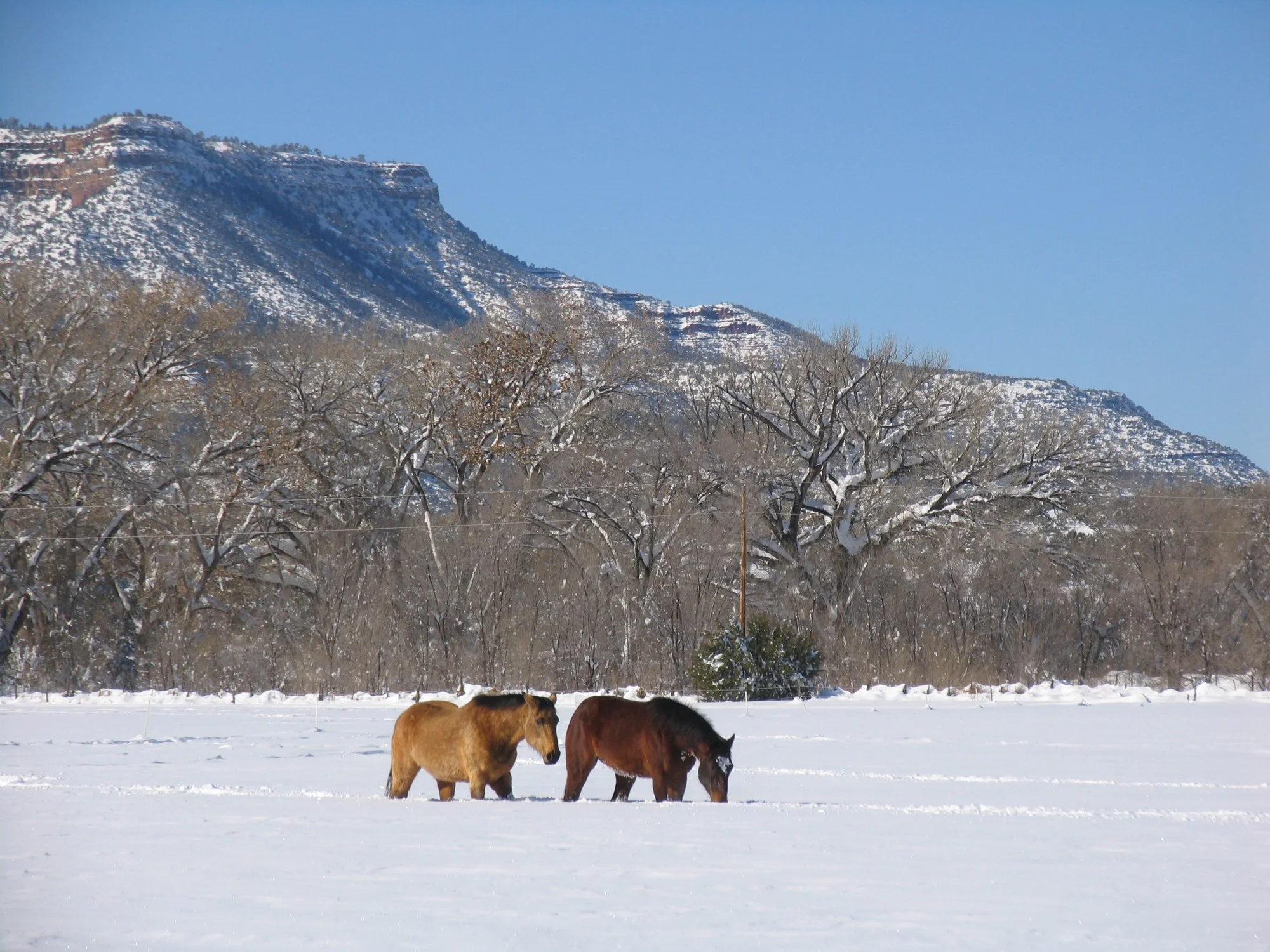 Ganeden Freedom Farm 04.jpg