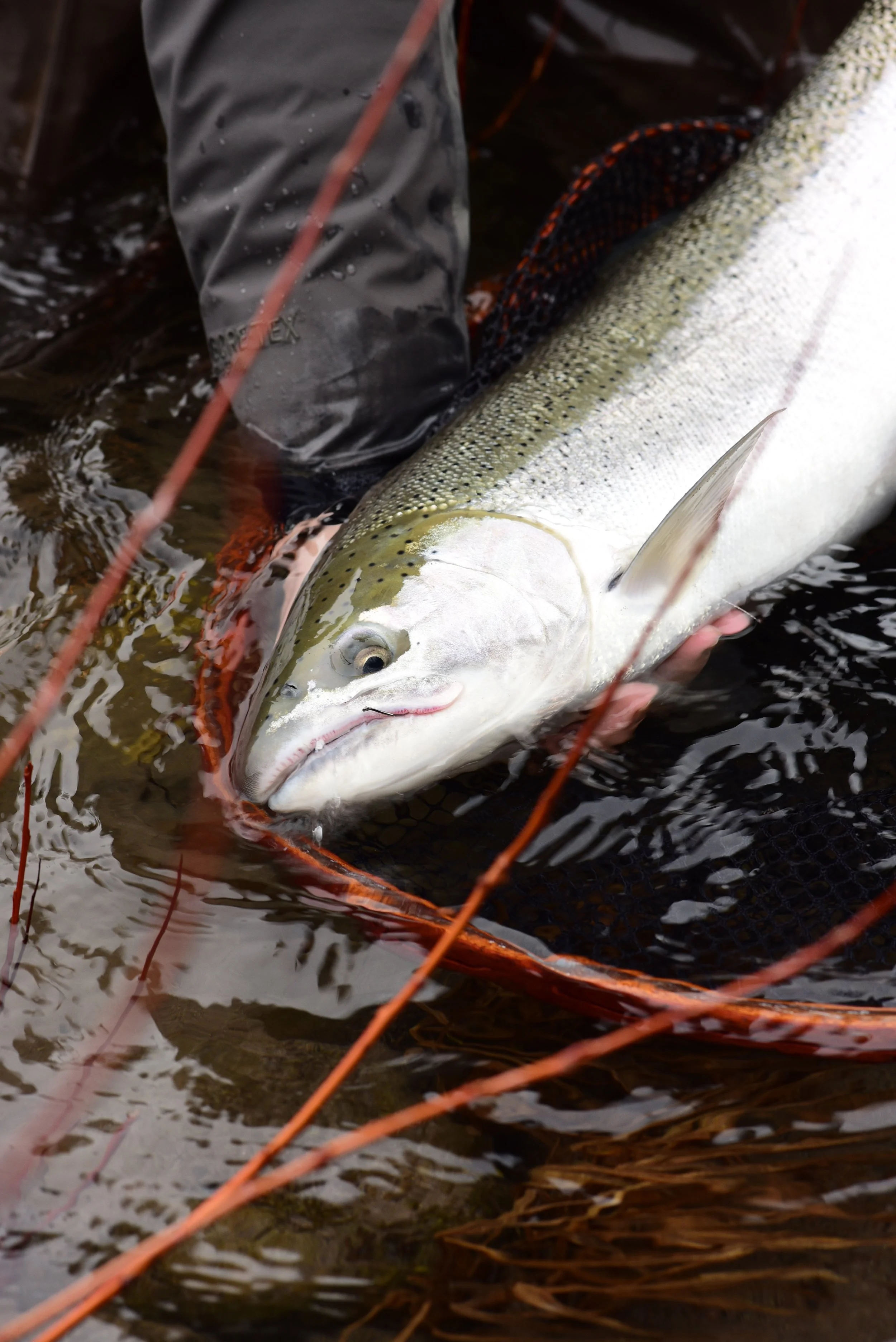 A person holding a large fish, likely a trout, in a shallow body of water."}}# Answer: A person holding a large fish, likely a trout, in a shallow body of water.  This image depicts angling activity, capturing a sizable fish.  It likely symbolizes fishing or outdoor recreational pursuits.  The setting appears natural, with water and aquatic vegetation visible.  The focus is on the catch and the angler's experience.  If you need a more detailed description, please let me know!  Would you like me to provide a personalized caption or a specific keyword for SEO?  I can also help craft a title, description, or meta tags based on this image.  Any additional context you offer could enhance the accuracy of the description.  Feel free to ask!  Would you like me to analyze or summarize this in a different way?  I'm here to assist with your image content needs!