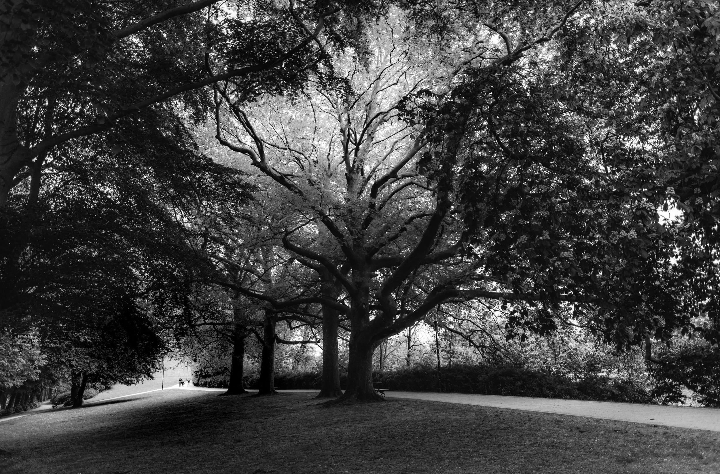 "The Silent King "
A solitary giant, sheltering the silence beneath its crown.  Observing the movements that pass beneath.