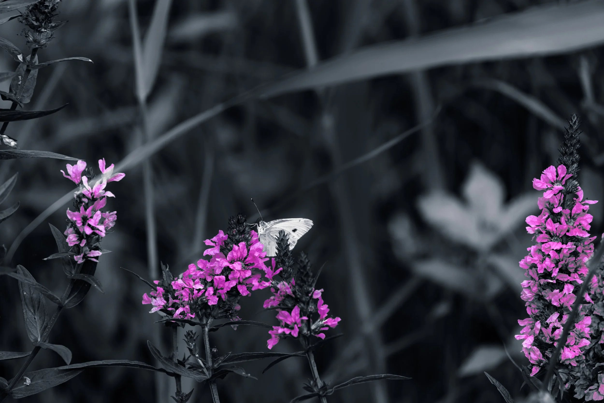 Canva 18-1.jpg