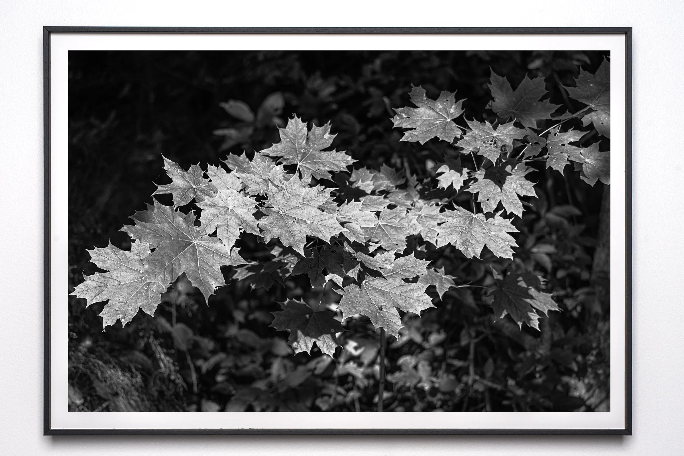 Vallisaari Black and White Leaves