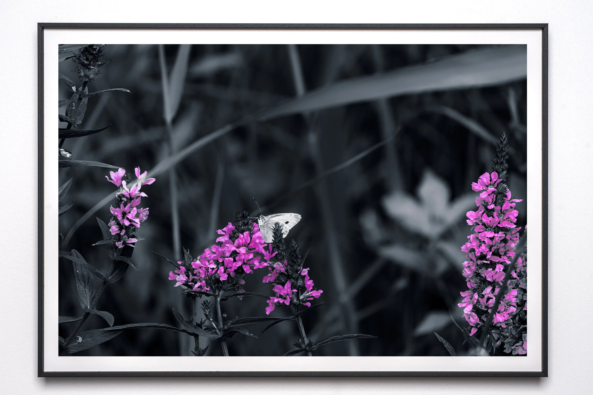 Butterfly in Purple Bloom
