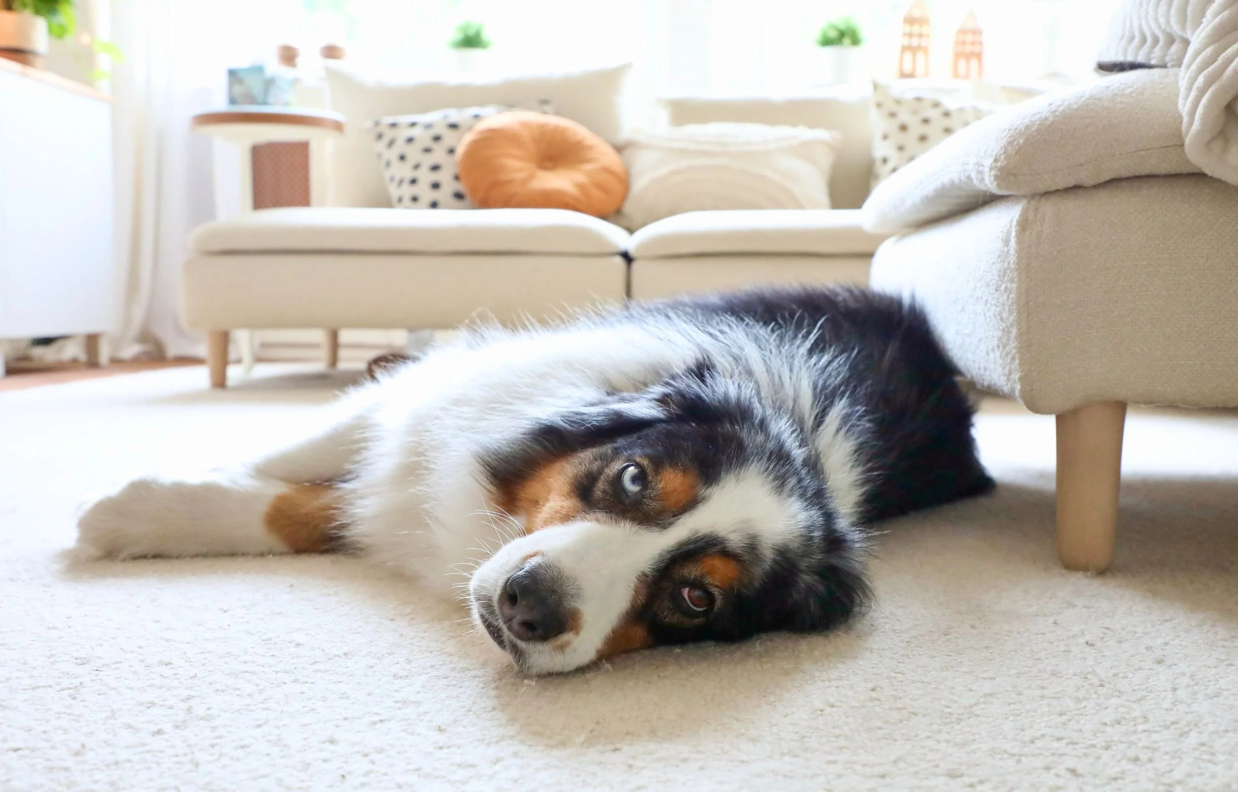 Hund liegt auf dem hellen Wollteppich vor dem Sofa