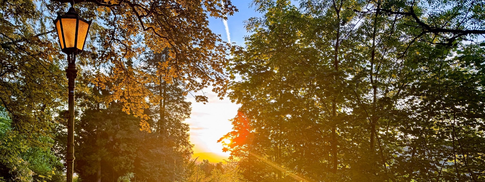 Bäume mit Laterne und Sonnenuntergang